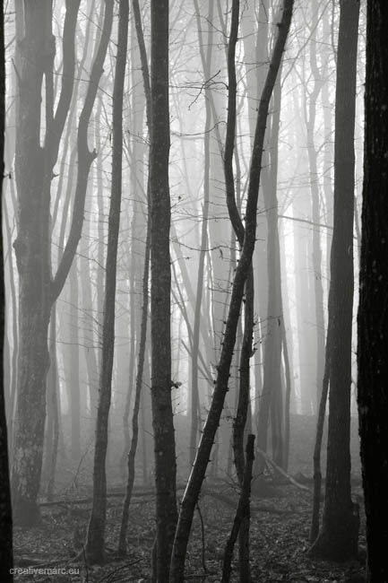foggy-forest005(BW)