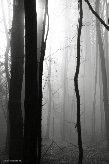 foggy-forest006.1(BW)